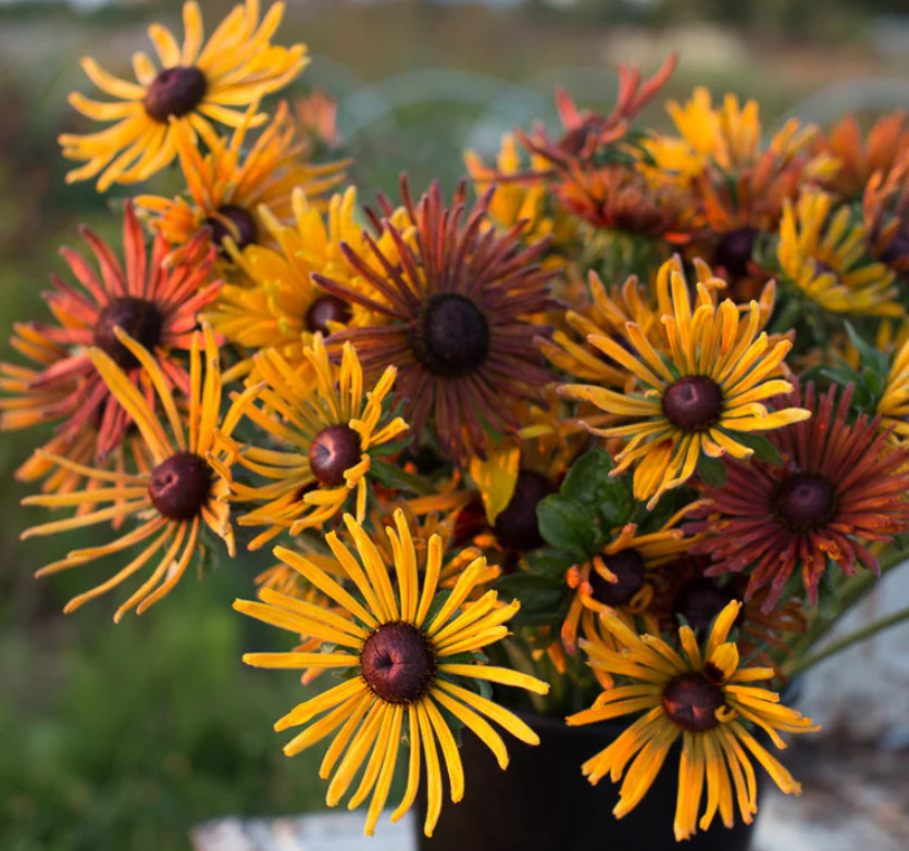 Black Eyed Susan CHIM CHIMINEE Rudbeckia Heirloom Pollinators Non-GMO 40 Seeds!