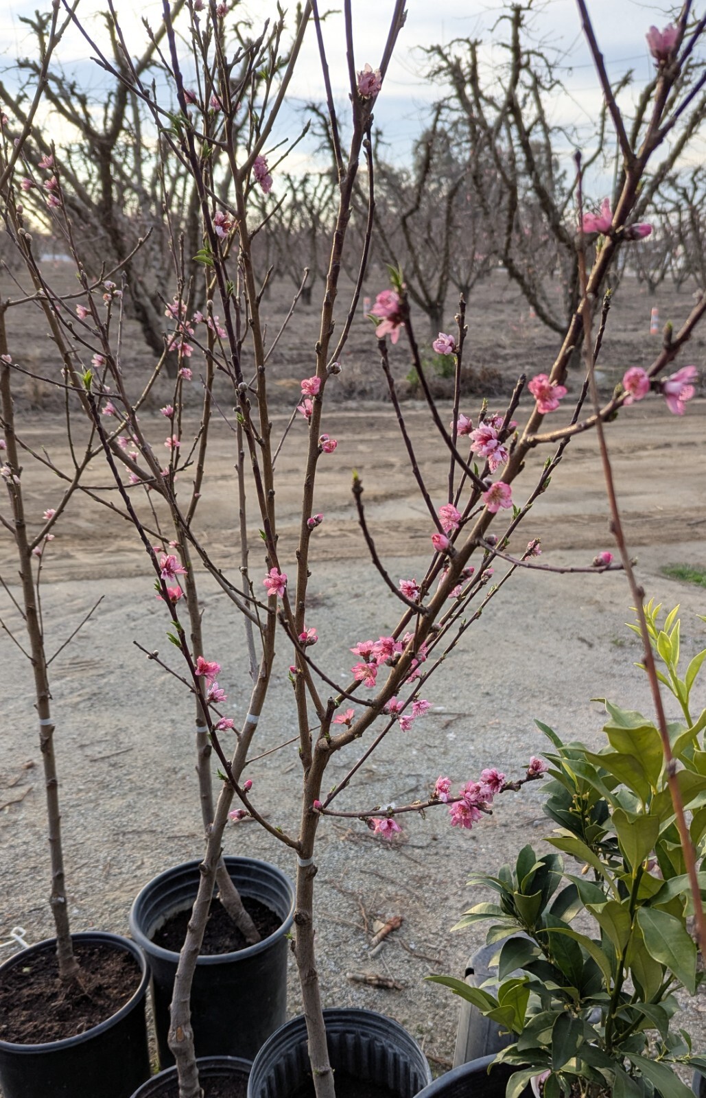 1 (One) Live “YELLOW DONUT PEACH” plant rooted about 36-40″ tall.