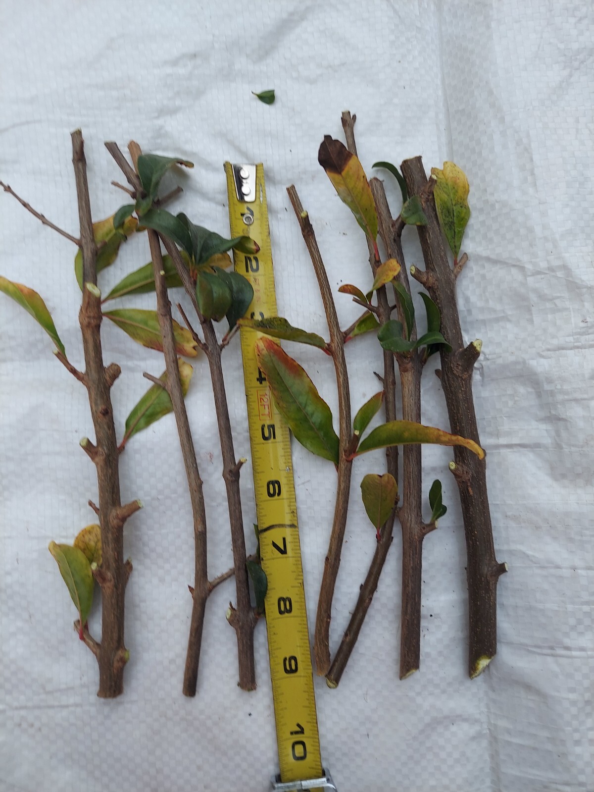 Very Rare Organic White Pomegranate 10 cuttings