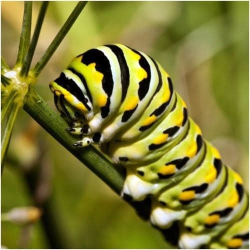 Common Milkweed Seeds For Planting (Asclepias syriaca)