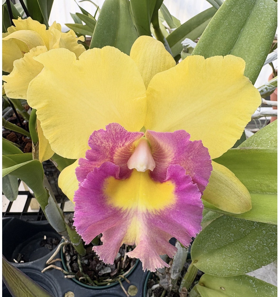 Cattleya Young Kong Sun #16 -Orchid Hybrid – 5” Pot