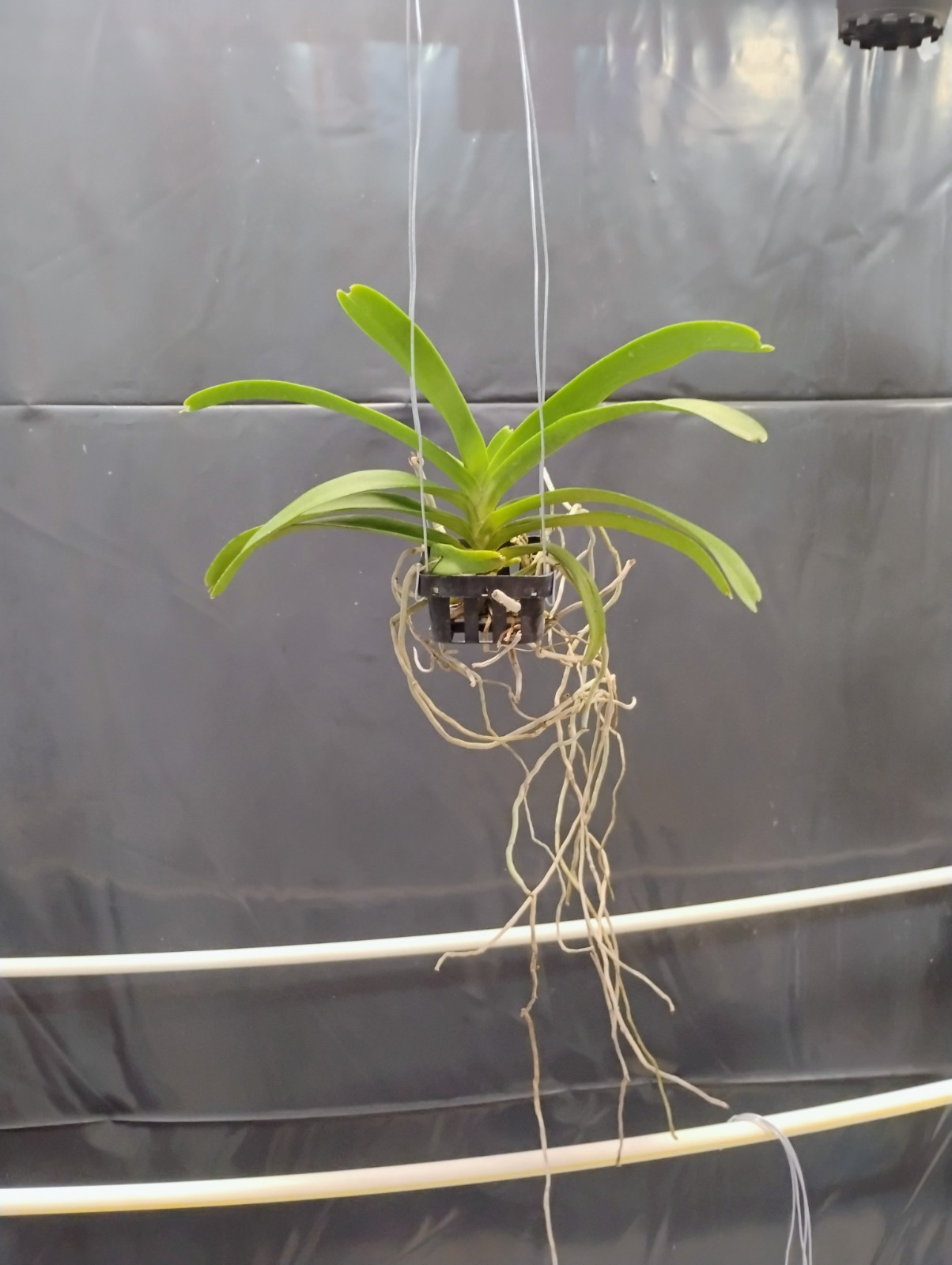 Vanda Orchid (Fragrant) – Kouishiro Ika