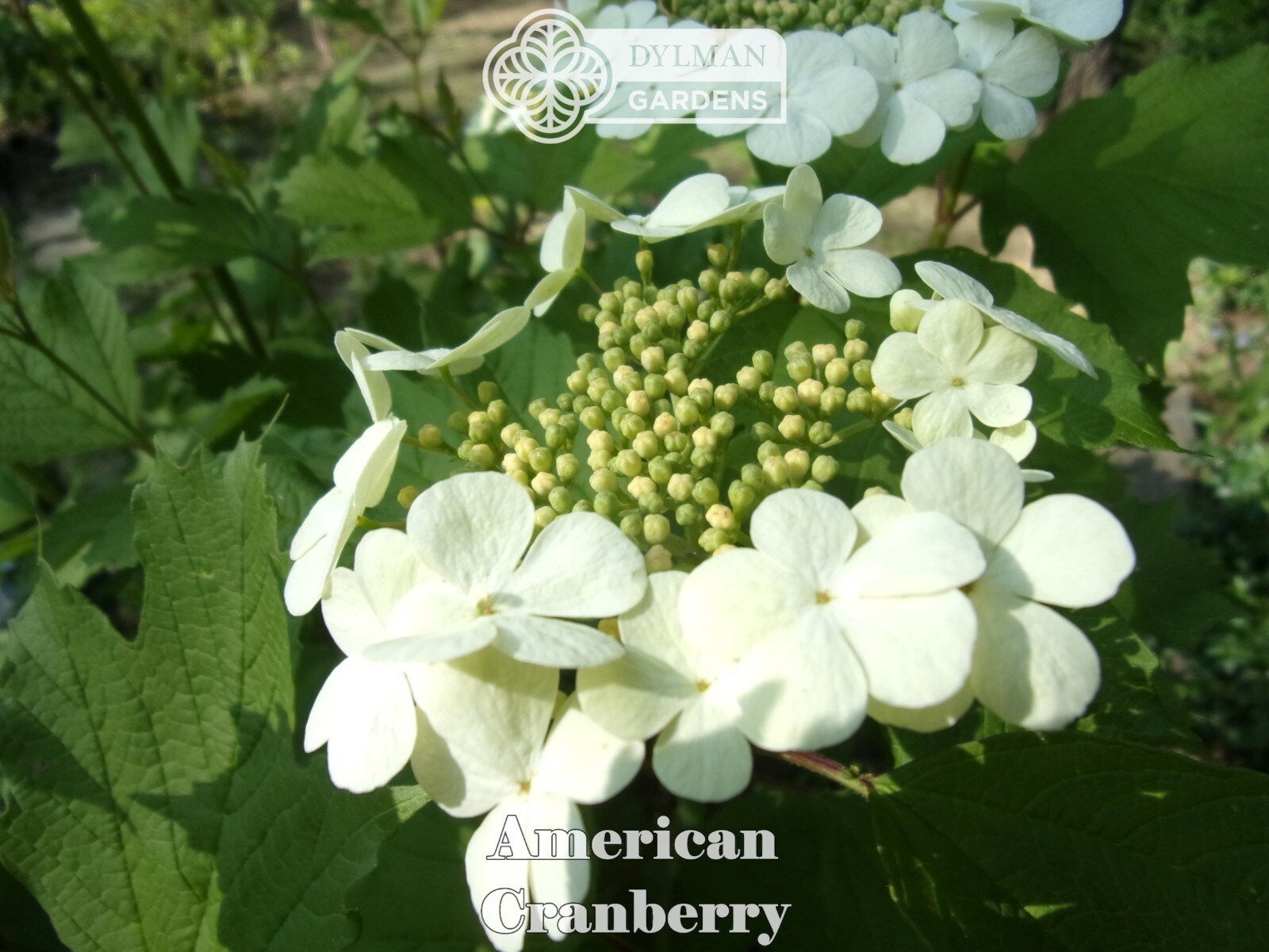 American Cranberry (Viburnum opulus var. americanum) Crampbark – Multiple Sizes