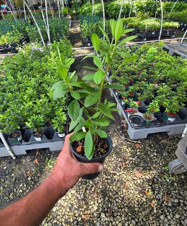 Red Formosa Azalea ( southern indica ) – Live Plant – ( 1 QT )