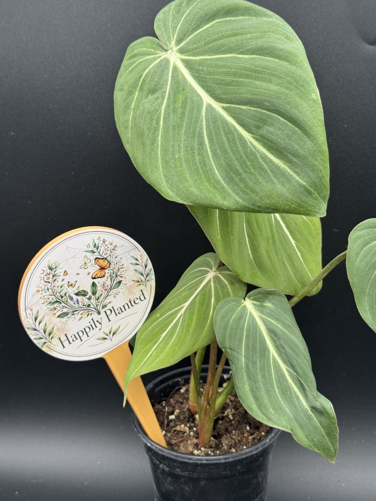 Philodendron Gloriosum – 4″ Pot – Free Shipping