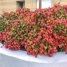 Nandina Firepower | 3 Gallon | Nandina domestica | Low Maintenance | Hardy Plant