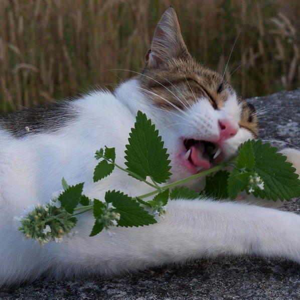 Catnip Seeds | 2,000 Seeds | Heirloom – Non-GMO | Free Shipping | 1164