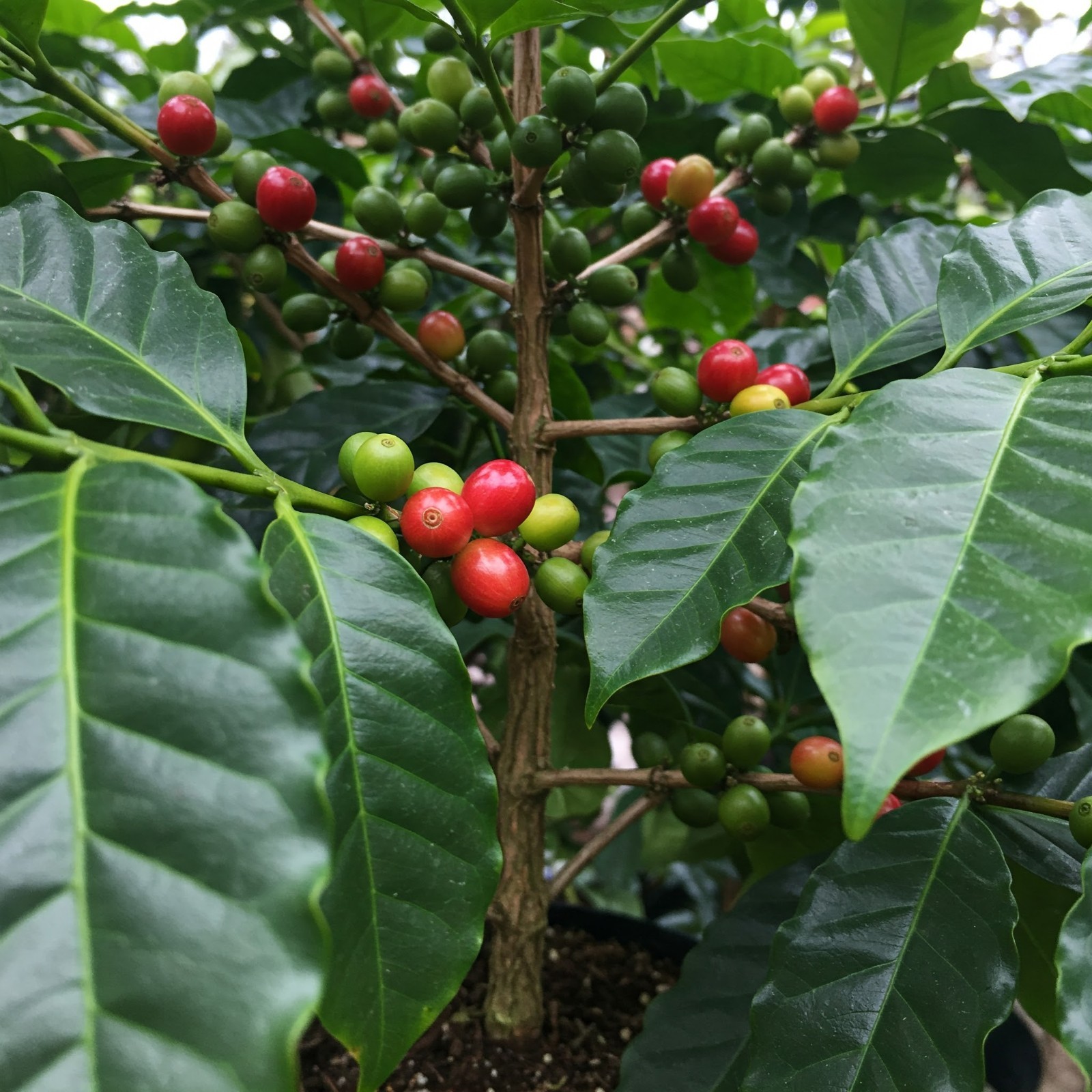 Arabica Coffee Plant Coffea Arabica Live Houseplant 4″ Pot Air Purifying Fragran