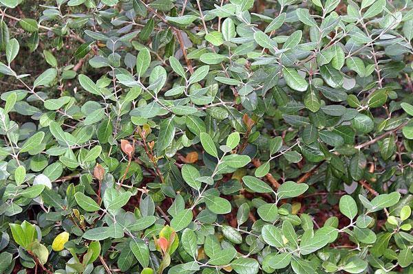 Feijoa sellowiana | Feijoa | Pineapple Guava | Guavasteen | 10 Seeds