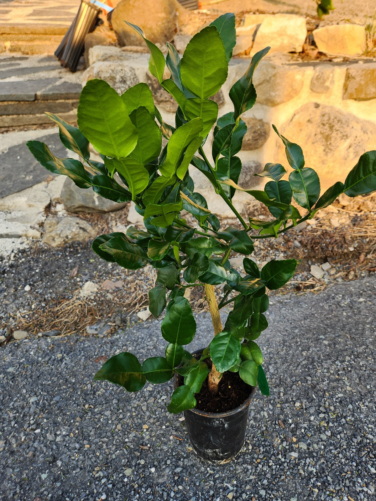 Kaffir Lime Tree – 16″-24″ Tall – Mature Fruiting Plant