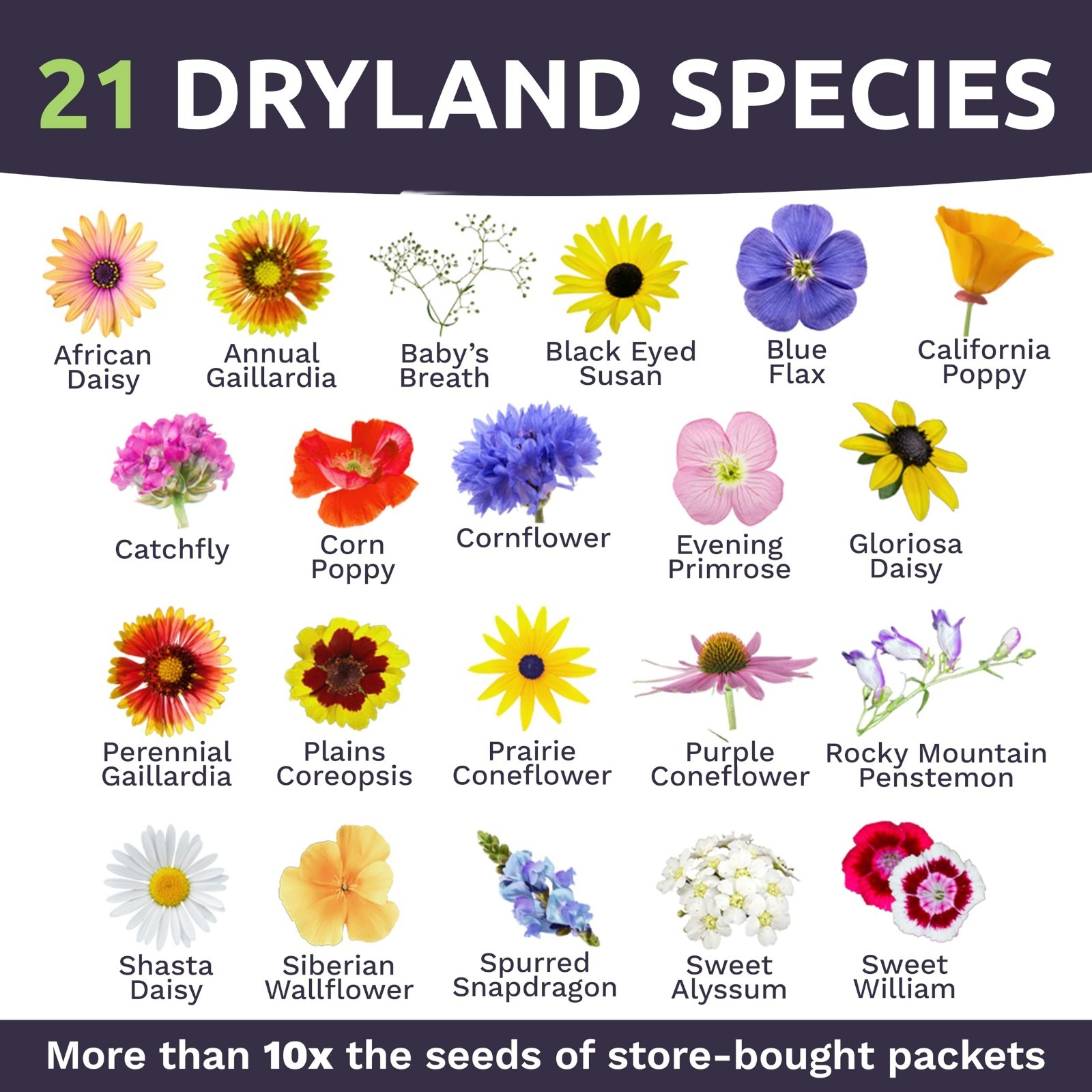 Drought Tolerant Wildflower Seed Mix – 7500+ Non-GMO Seeds, 21 Dryland Varieties