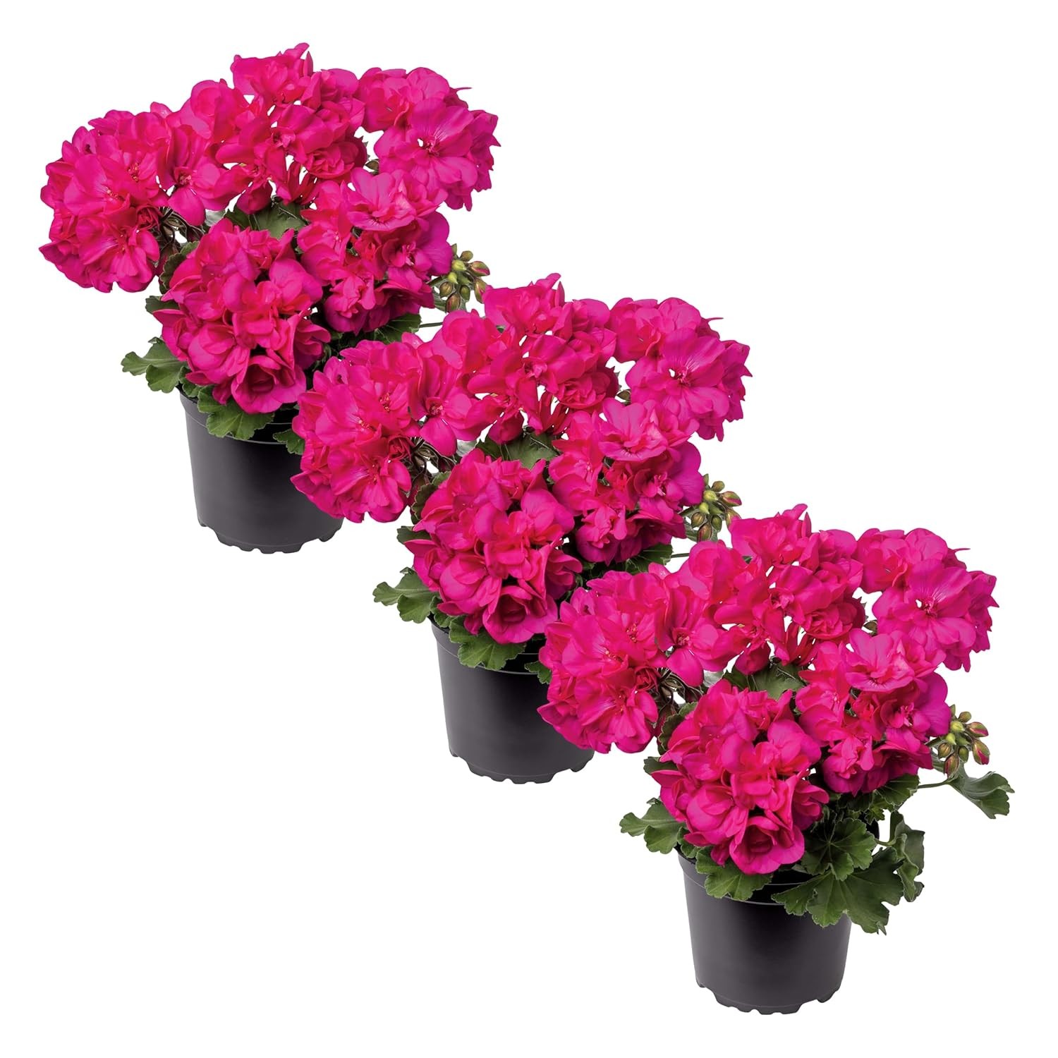 Live Pink Zonal Geranium Plants 3 Per Pack Spring Summer Blooming Flowers