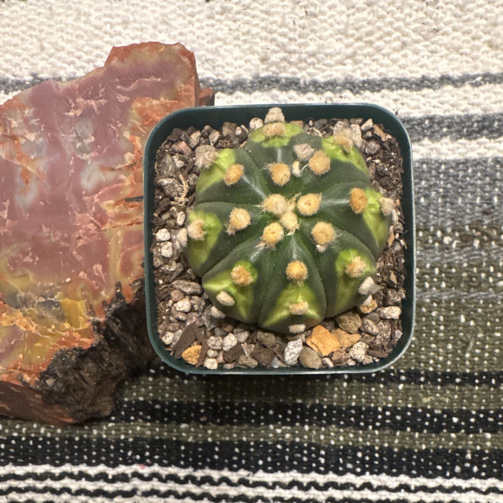 Astrophytum Asterias, Approx 2 inches.