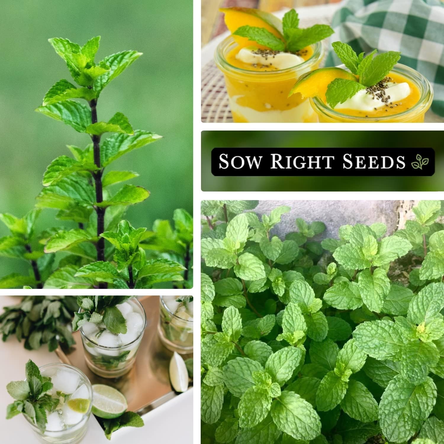 Sustainable Mint Seeds – Non-GMO Heirloom Variety for Flavorful Cooking & Tea