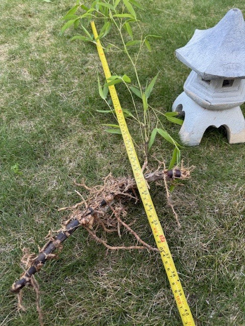 Bamboo root with leaf about 36 inches tall (root about 14 inches)