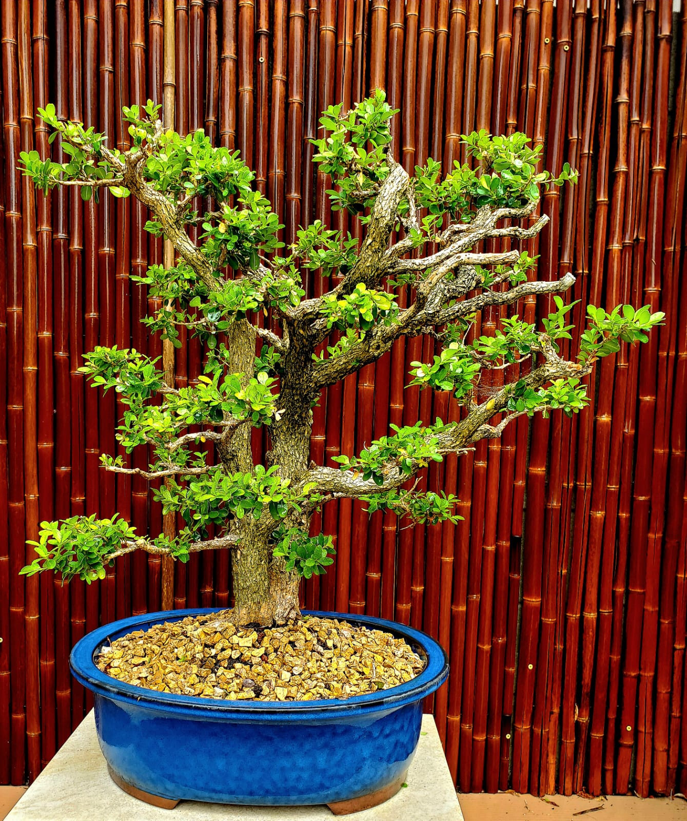 Exquisite Japanese Boxwood Bonsai: Finished Double Trunk – Must-Have! 27″