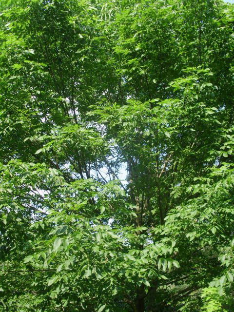20 WHITE ASH SEEDS – Fraxinus americana