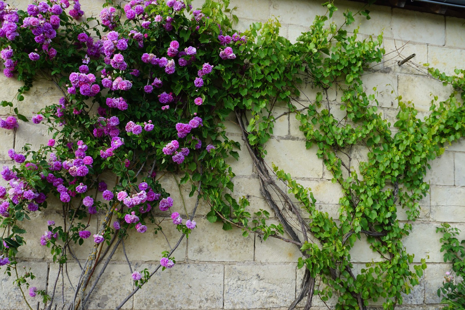 5 PURPLE CLIMBING ROSE Rosa Bush Vine Climber Fragrant Butterfly Flower Seeds