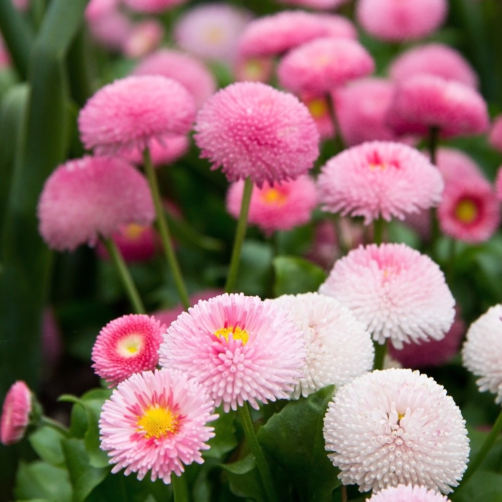 401+ENGLISH DAISY MIX Flower Seeds European Wildflower Early Blooms Groundcover