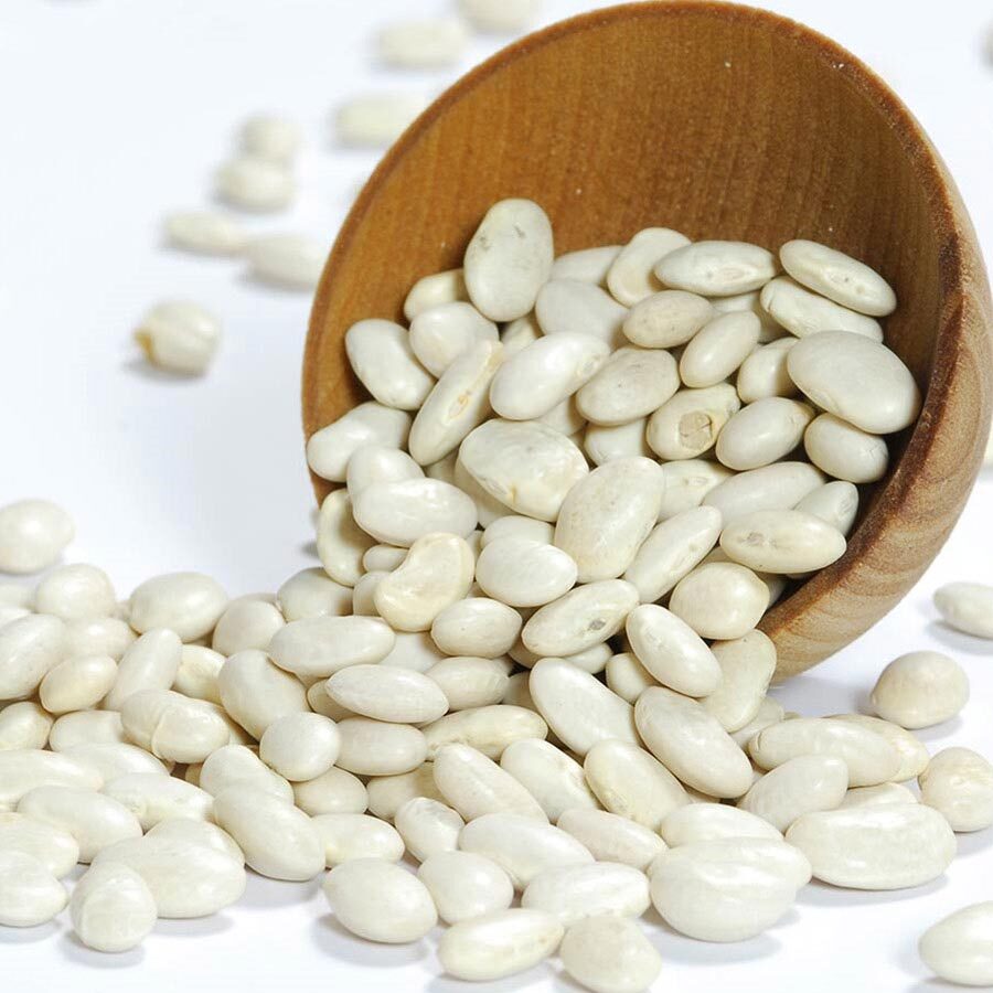Great Northern Bean Seeds, NON-GMO, Large White, Heirloom, FREE SHIPPING