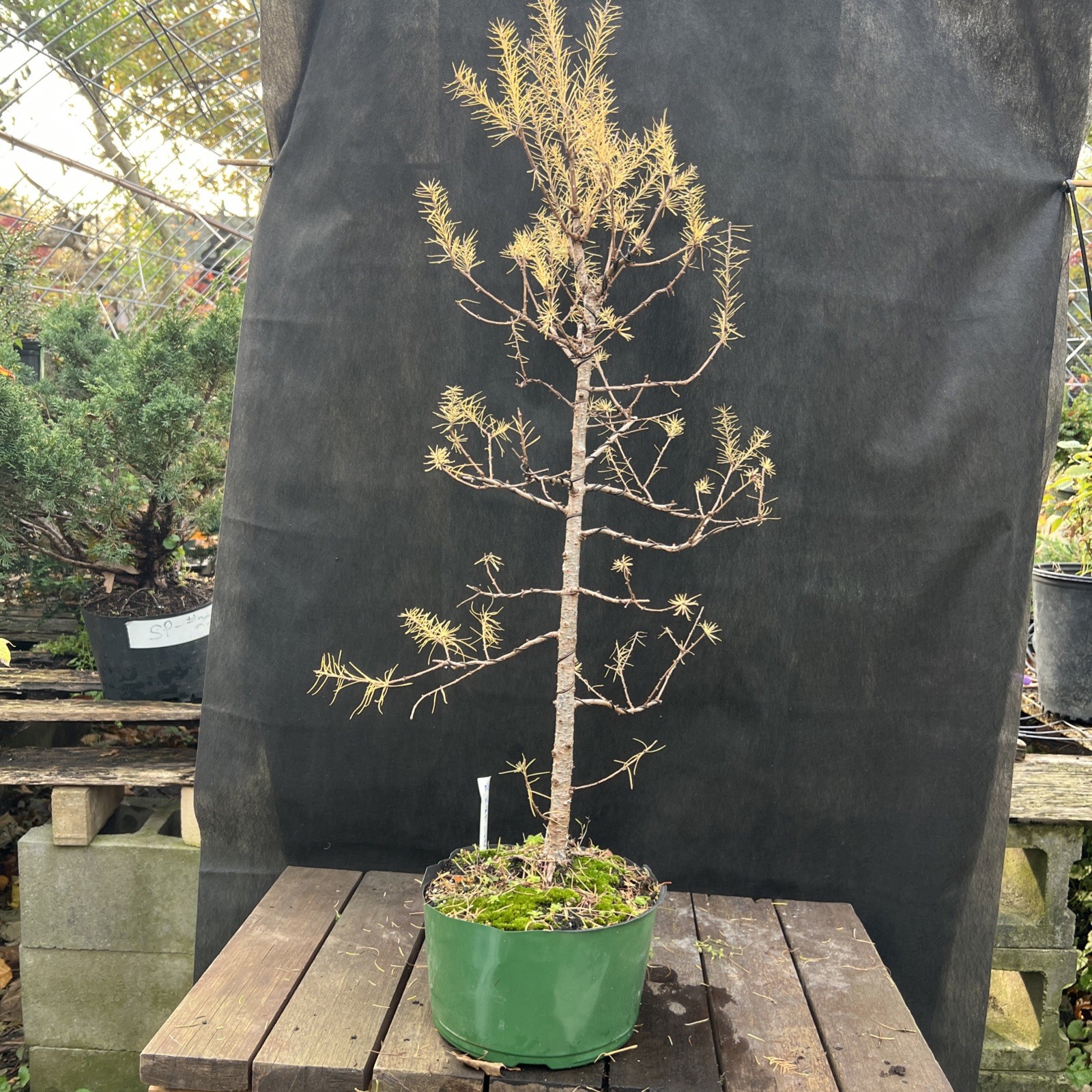 American Larch ￼ Collected Pre-Bonsai Material ￼ 30 ” tall from top 36″ Total