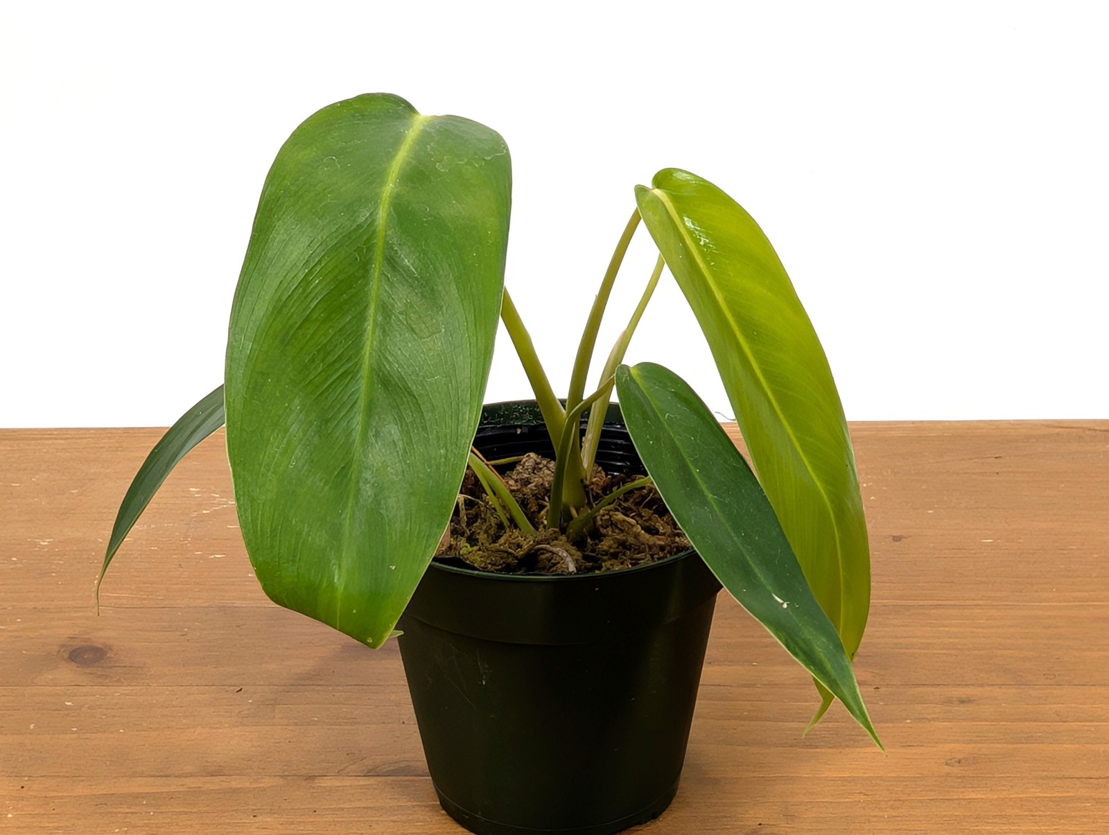 Philodendron Amazon Spirit – (P. Patriciae x Spiritus Sancti)