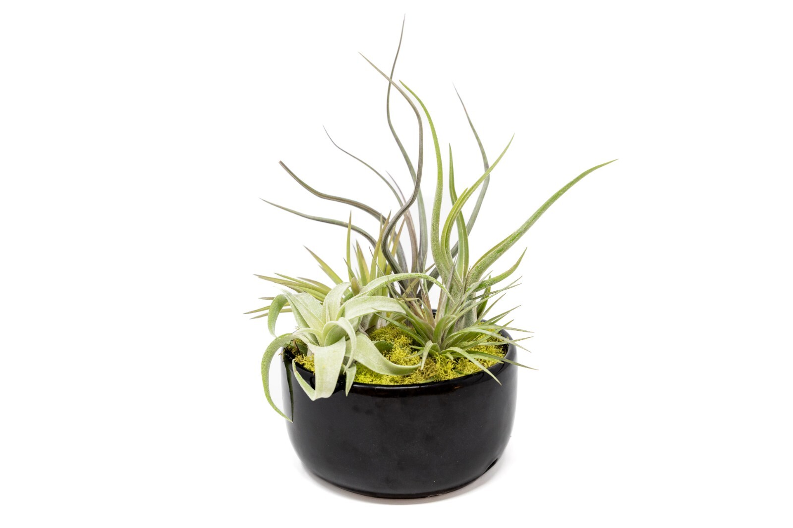 Large Assembled Air Plant Bowl Garden – Wholesale Live – Tillandsia Easy Care