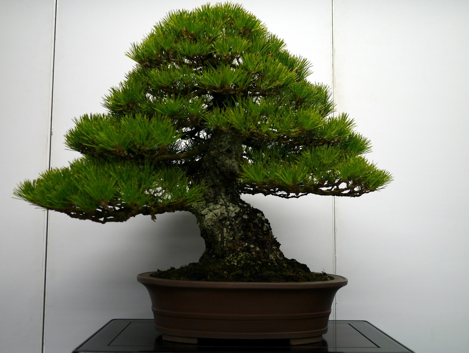 Japanese black Pine Bonsai – 5 seeds~ great hobby