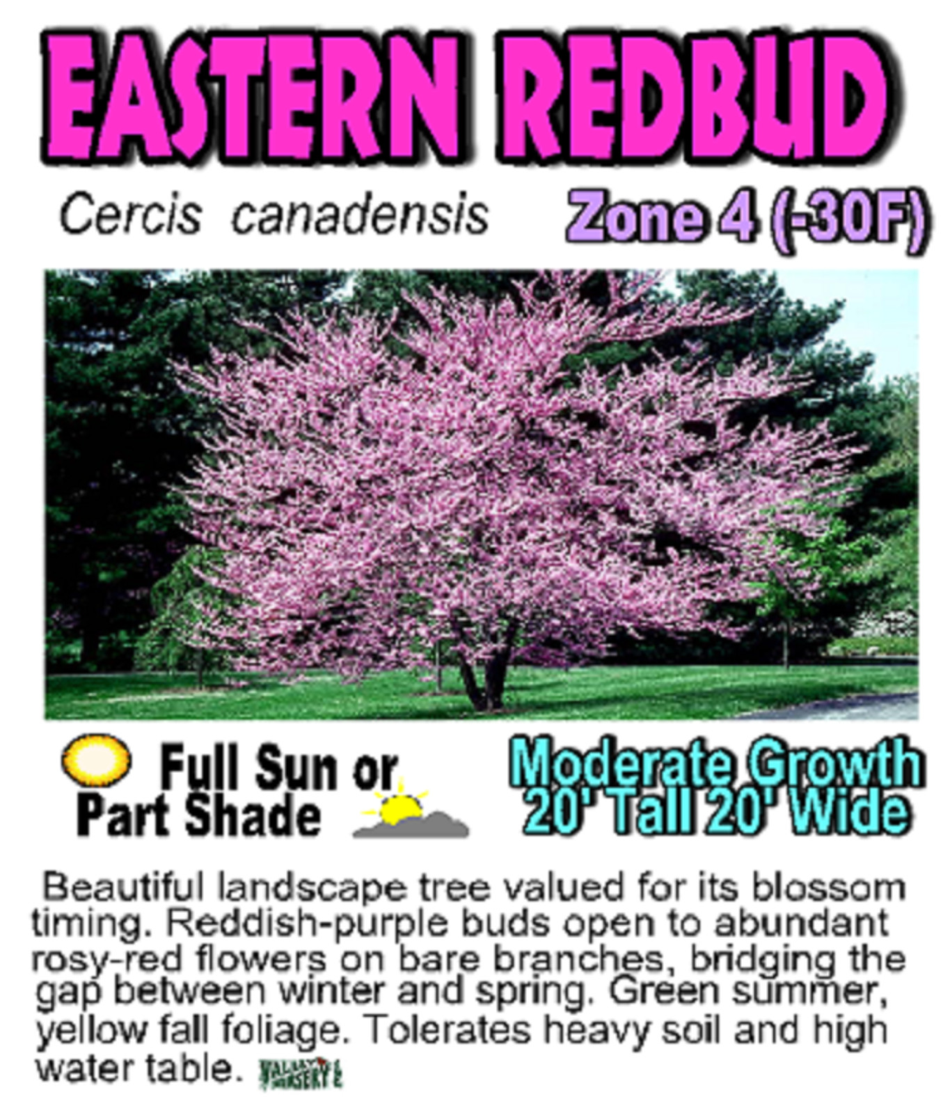 Eastern Redbud 24-36″ tall 2 year old tree (Cercis canadensis) plant