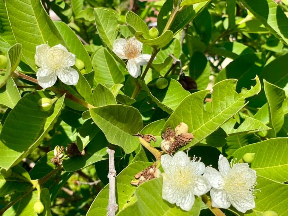 Mexican White Guava Plant Live 4 inch Pot – Sweet Tropical Fruit
