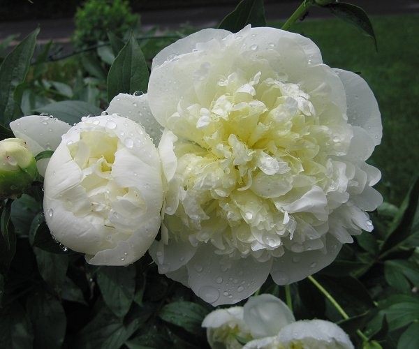 Peony/paeonia plant ‘Duchesse de Nemours’ 3/5 eye bare root Shipping Apr 2026