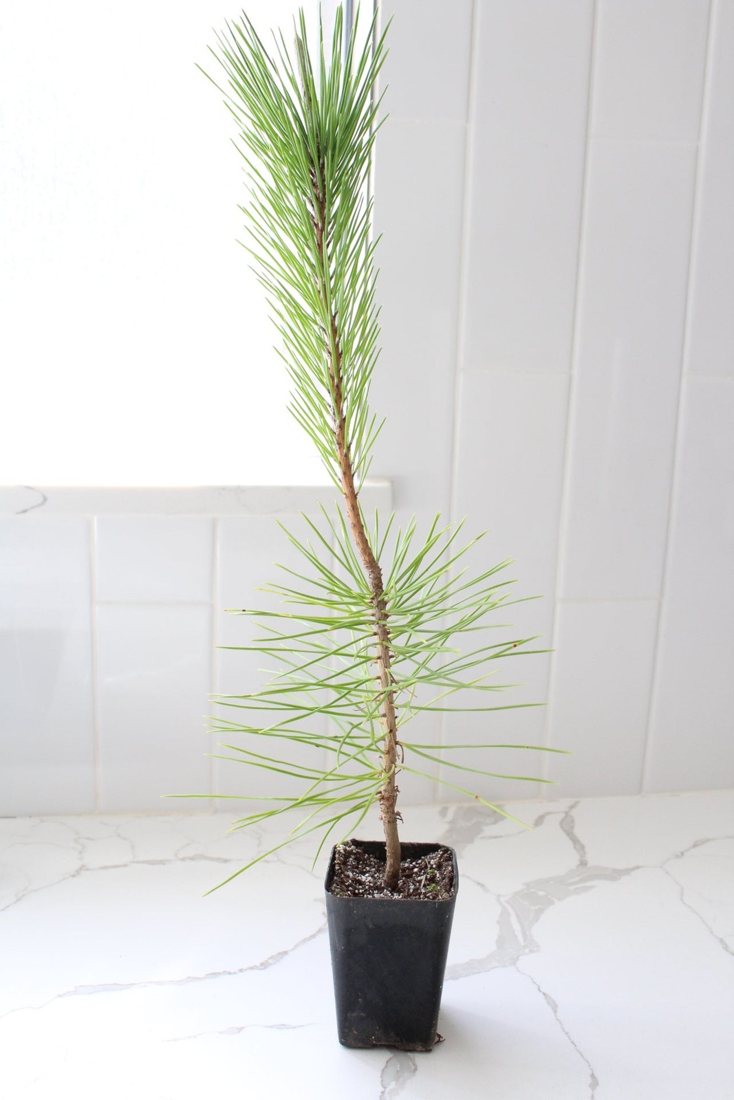Japanese Black Pine Bonsai, 2 Inch Pot, Live Tree Starter, Beginner Friendly