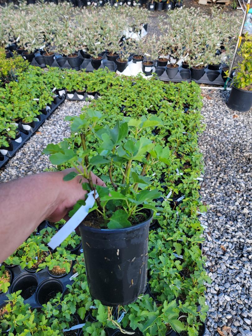 Olympian Fig ( ficus carica ) – Live Plant – ( 1 QT )