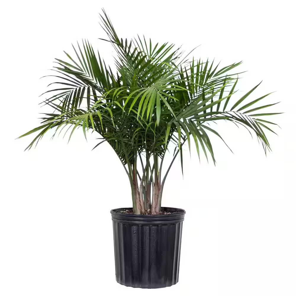 Majesty Palm Plant in 9.25 In. Grower Pot