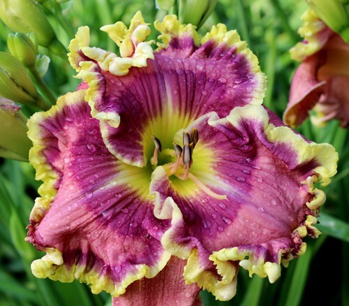 Going Big Time Daylilies 3 fans Return and multiply yearly World’s Finest