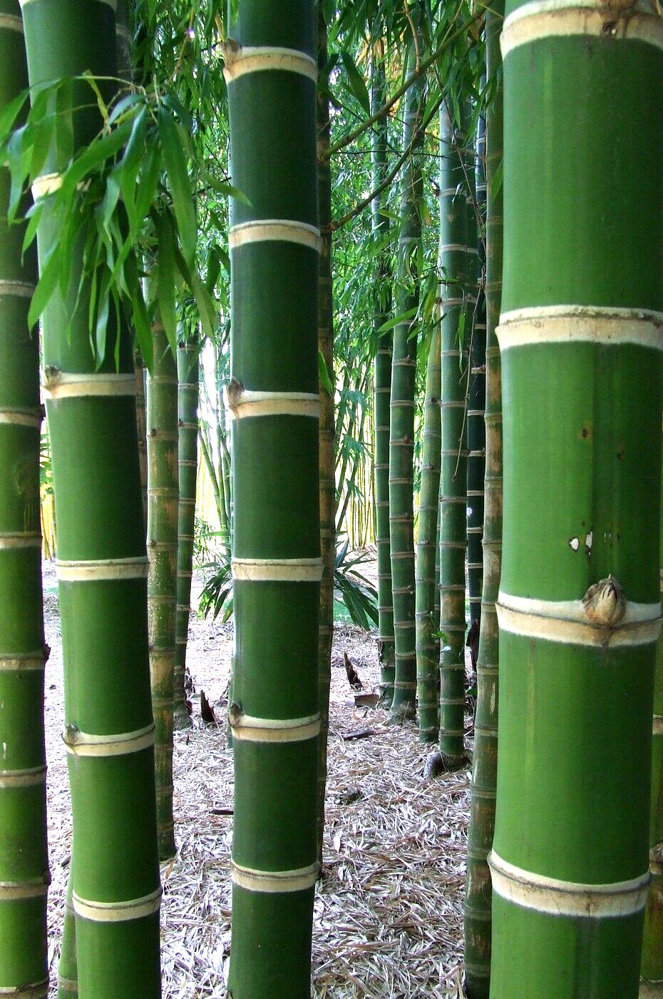 10 Giant neotropical bamboo seeds – Guadua Angustifolia -(Gua Duo Zhu Bamboo )