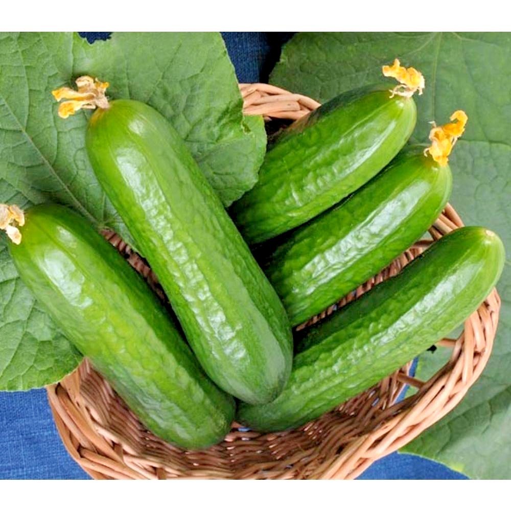 31+Muncher CUCUMBER Seeds Organic Summer Vegetable Garden Patio Container Easy