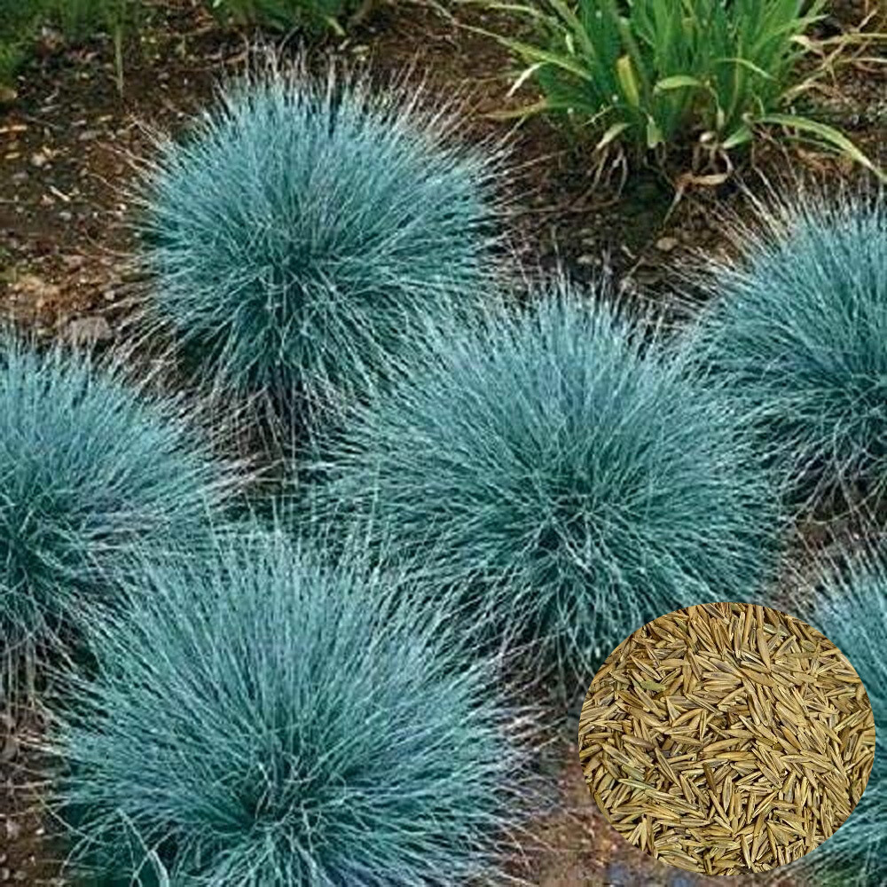 5000 BLUE FESCUE Ornamental Grass Seeds ClumpingDrought Tolerant Low Maintenance