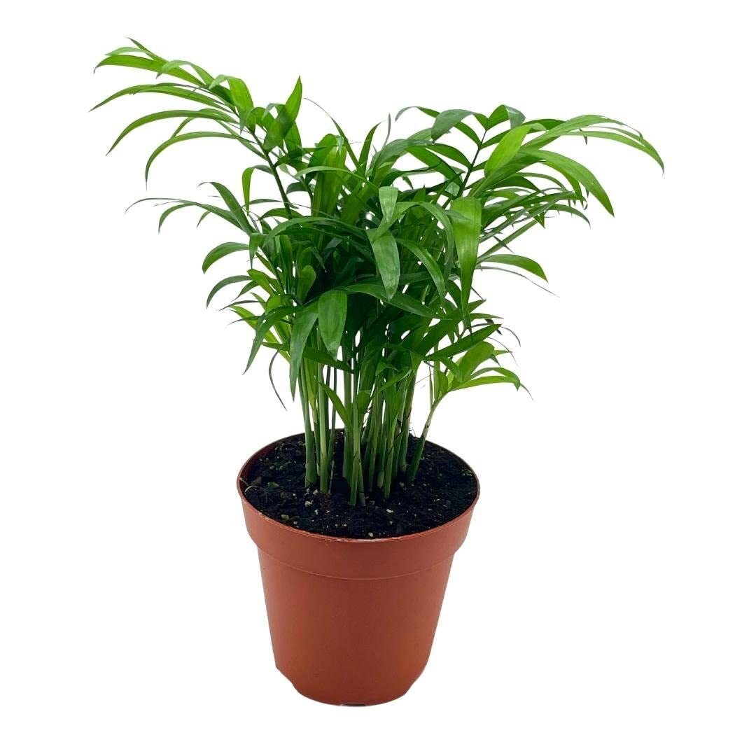 Bamboo Palm, Chamaedorea Parlor Palm, Clustered Reed Palm, Cane Palm in 4 inch P
