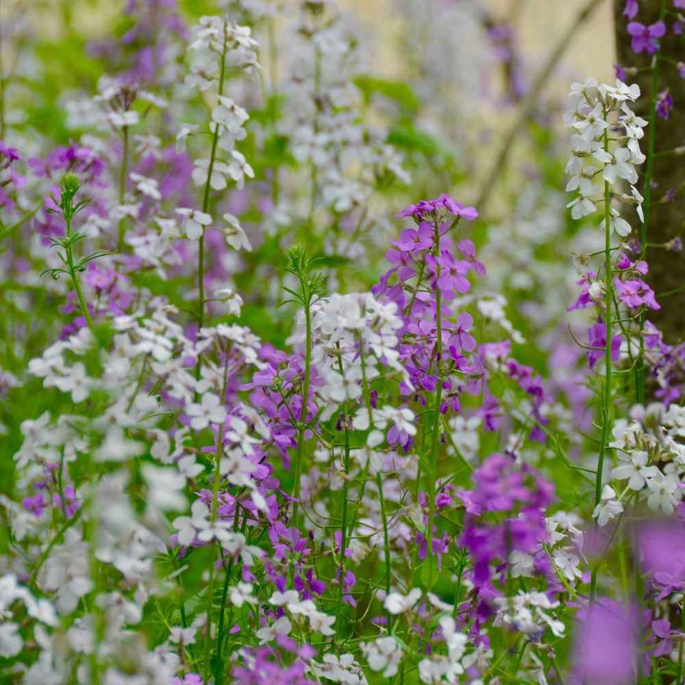 1 LB Dame’s Rocket Seeds – Hesperis Matronalis Wildflower Seed