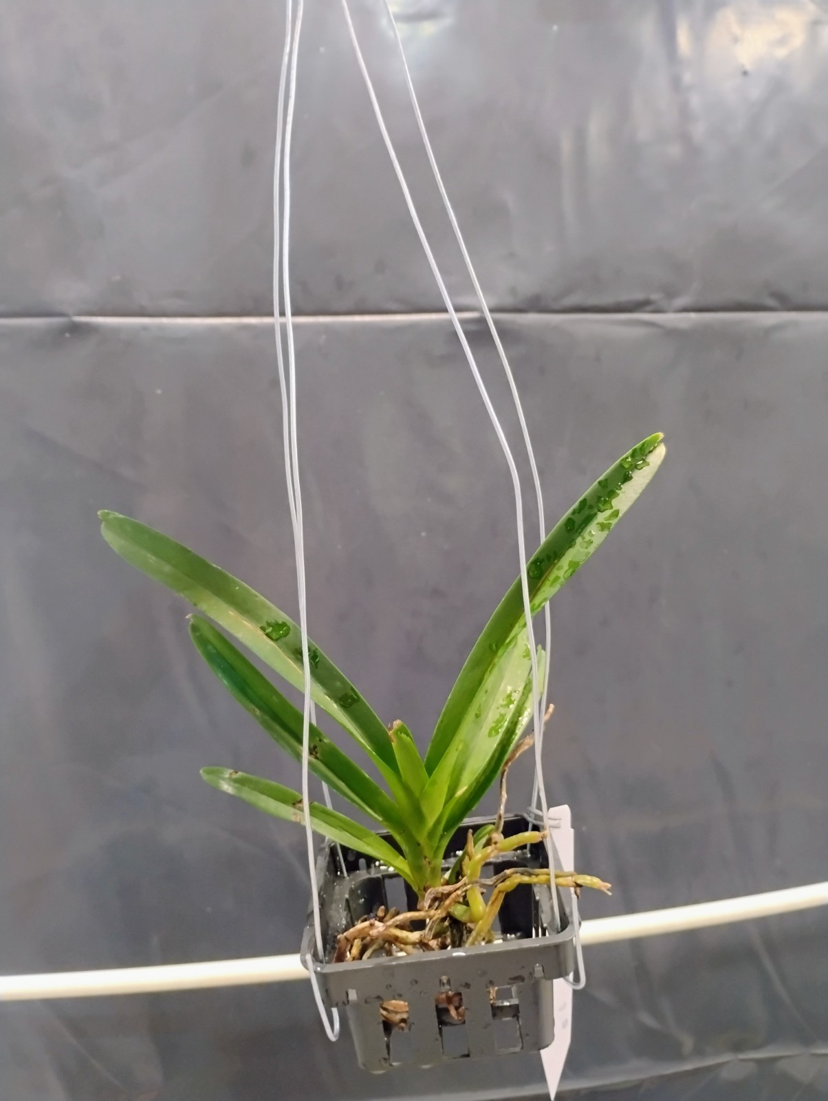 Vanda Orchid – Jennie Panthong
