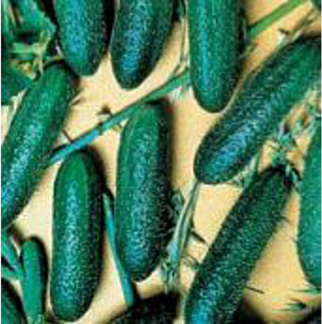Unknown Cool Breeze Cucumbers Seeds (25 Seed Packet) (More Heirloom, Organic, No