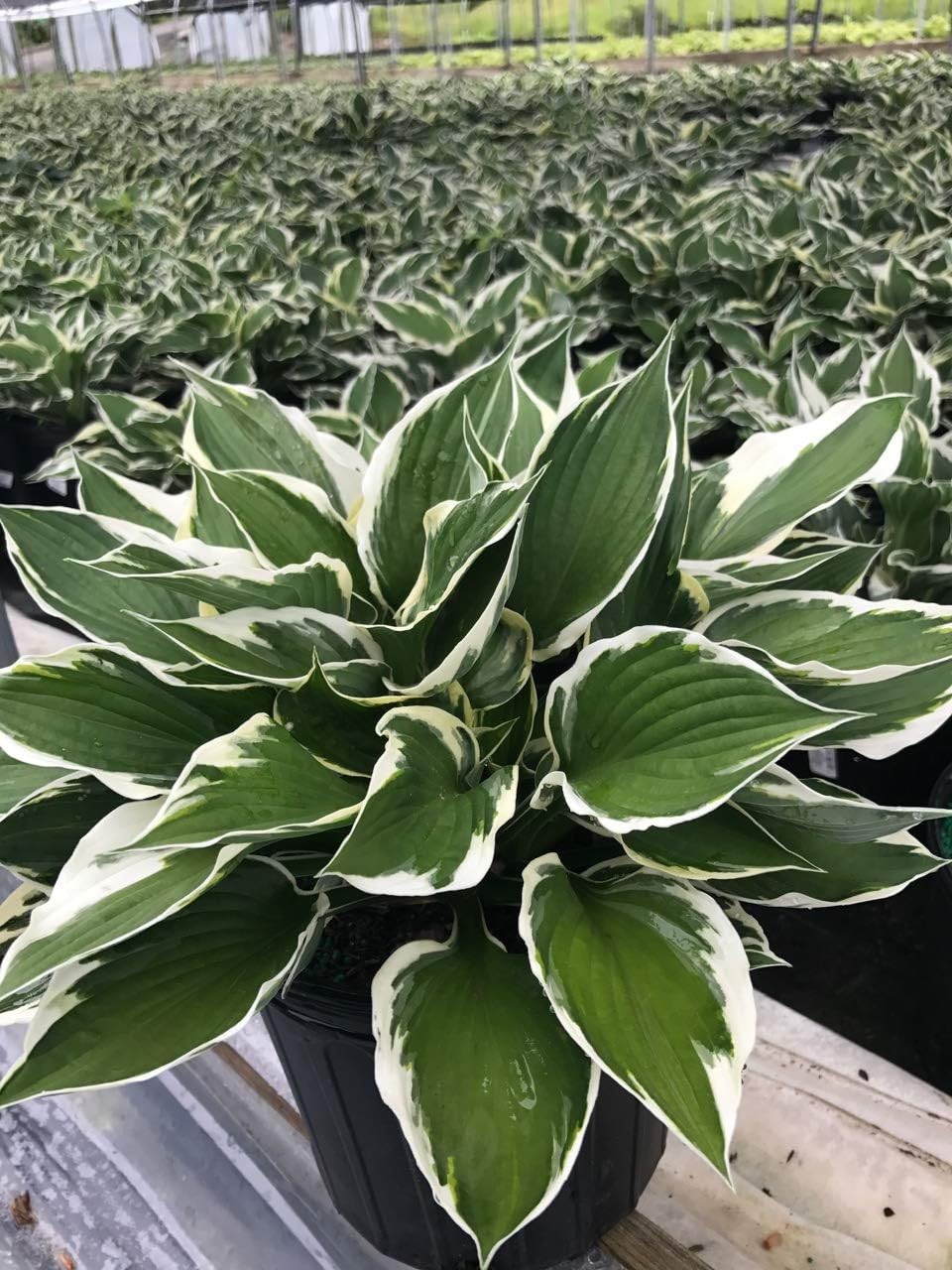Blooming Glory: Hosta ‘Patriot’ with Lavender Flowers and Vibrant Green Leaves
