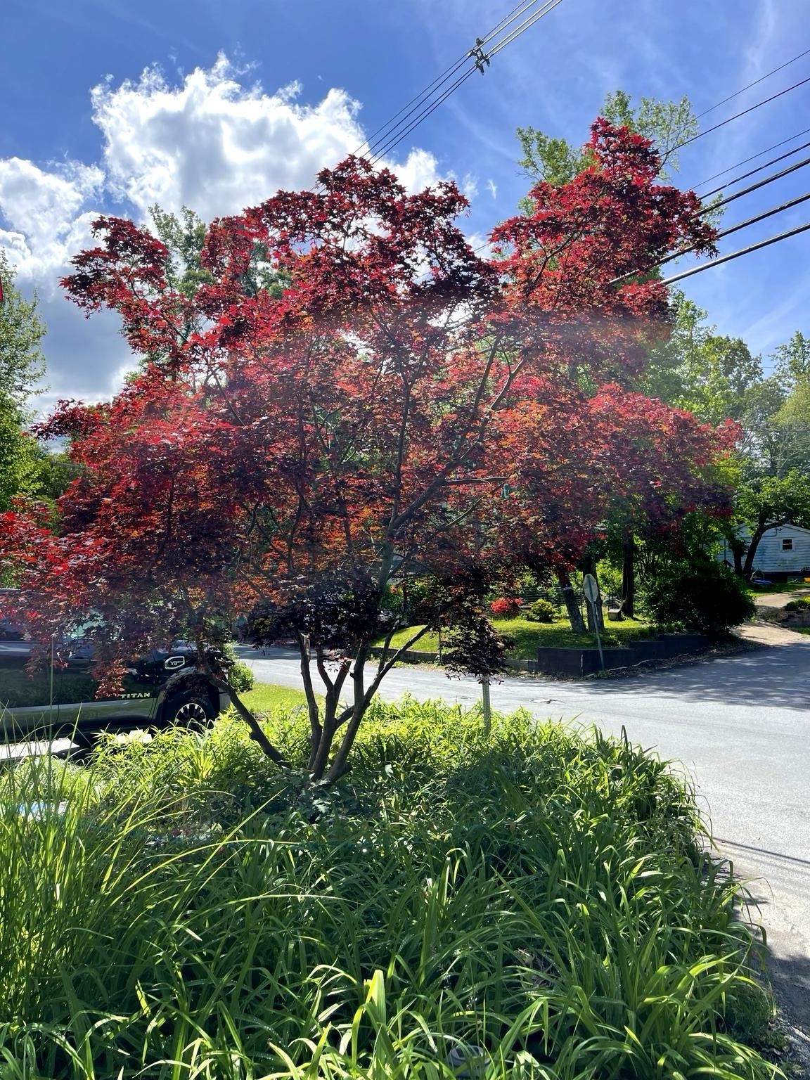 Japanese Maple Trees (Acer palmatum)Bloodgood 4”-5” Lot Of 6 Seedlings