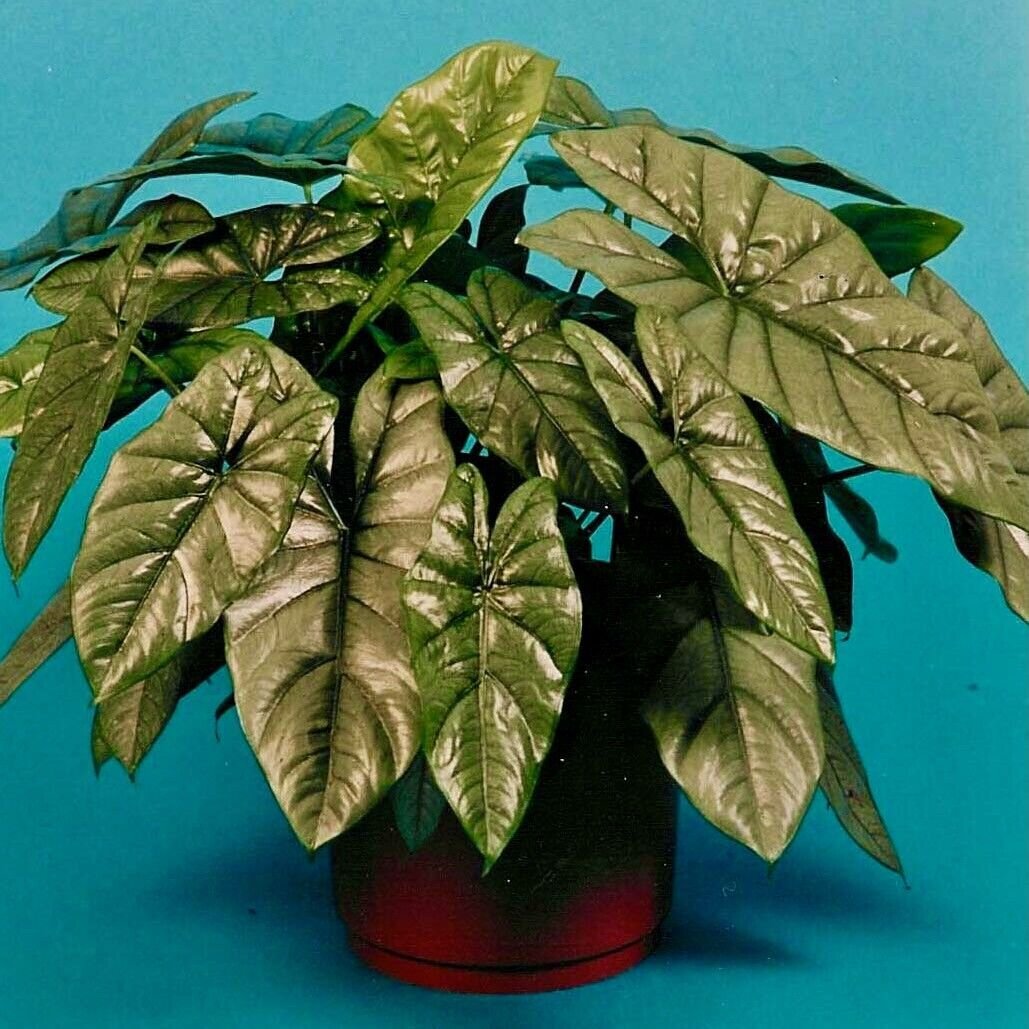 Corazon Elephant Ear (Aquino) – Alocasia heterophylla – Live Plant