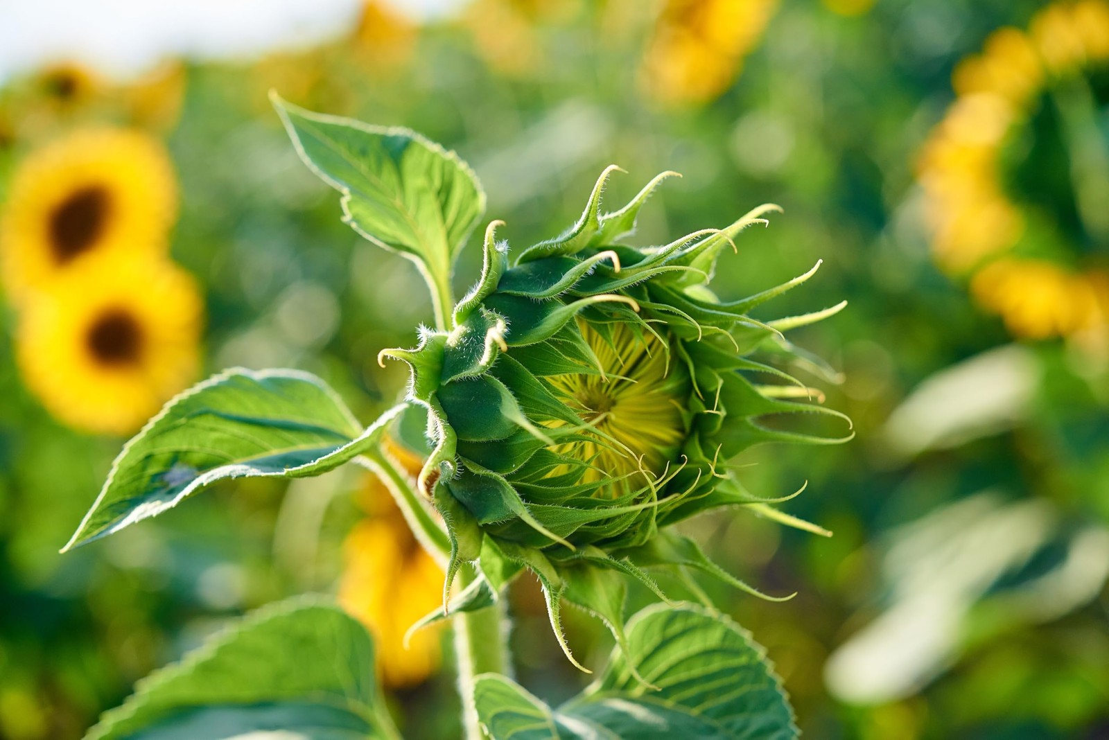Mammoth Sunflower Seeds for Planting Grow Giant Sun Flowers in Your Garden …