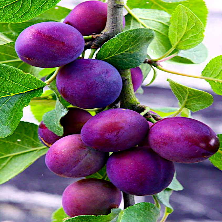 AMERICAN PLUM TREE SEEDS (Prunus americana) Fast Fruit Flower Plant Hardy-Zone 3