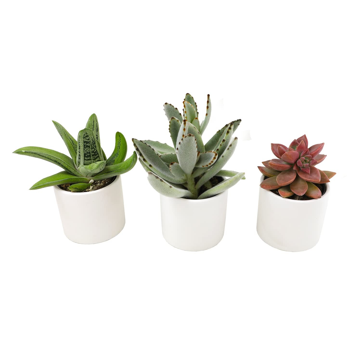 Plants For Pets Succulents 3 Pk Live Succulent Plants In White Pots Mini