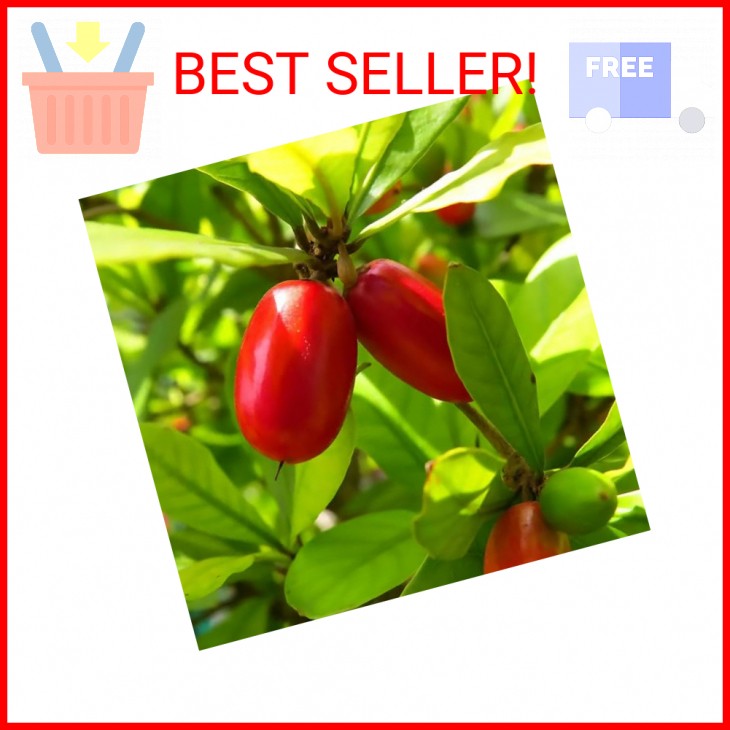 Miracle Berry Seeds – 35 Count – Fresh Synsepalum dulcificum Tropical Fruit Seed