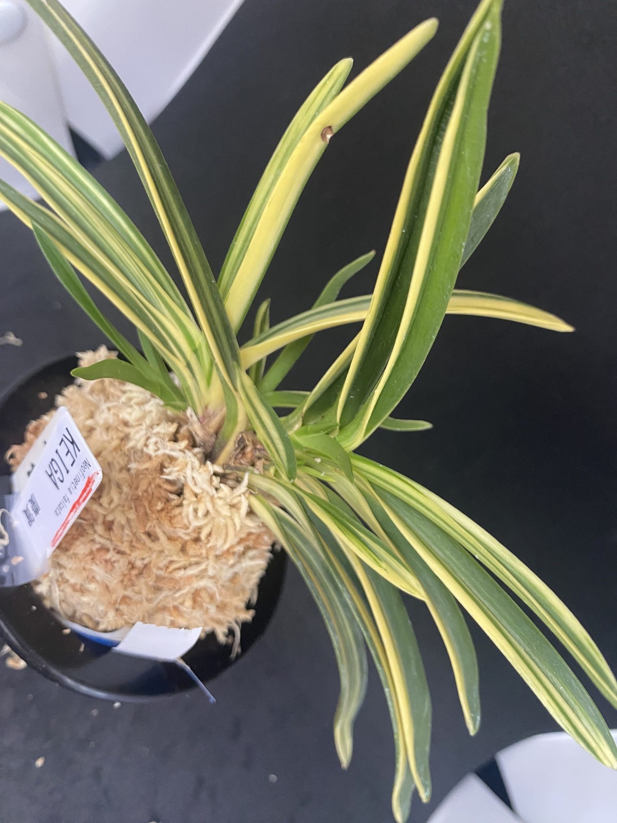 Neofinetia falcata A325DK132. KEIGA 慶賀